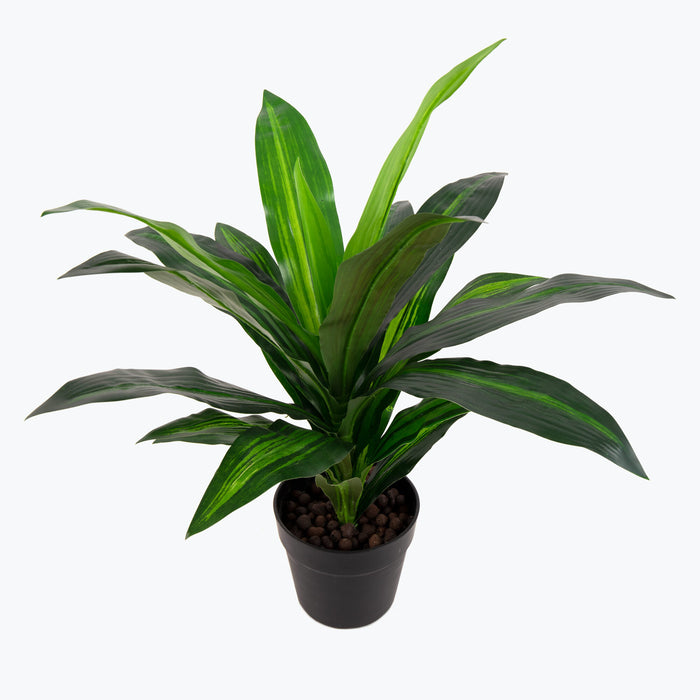 Flora Draketre 65 cm