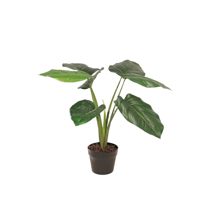 Flora Pothos 60 cm