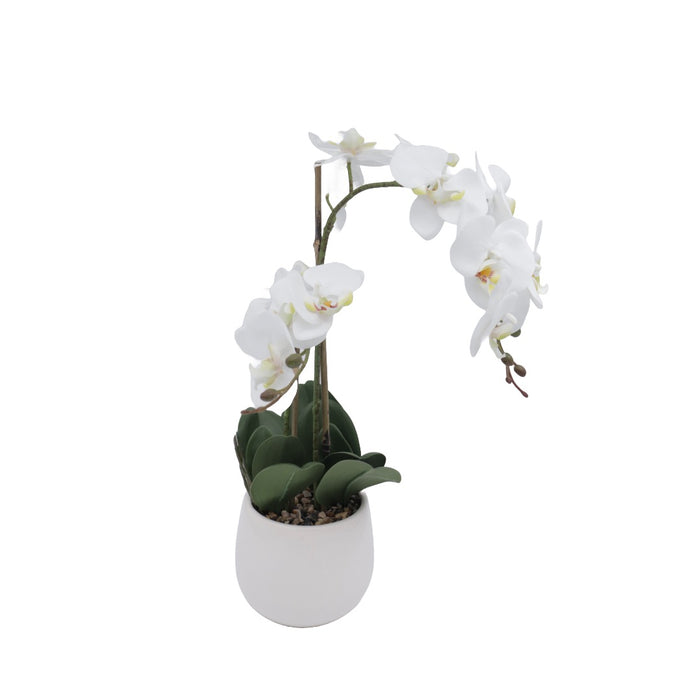 Orchid hvit 53 cm