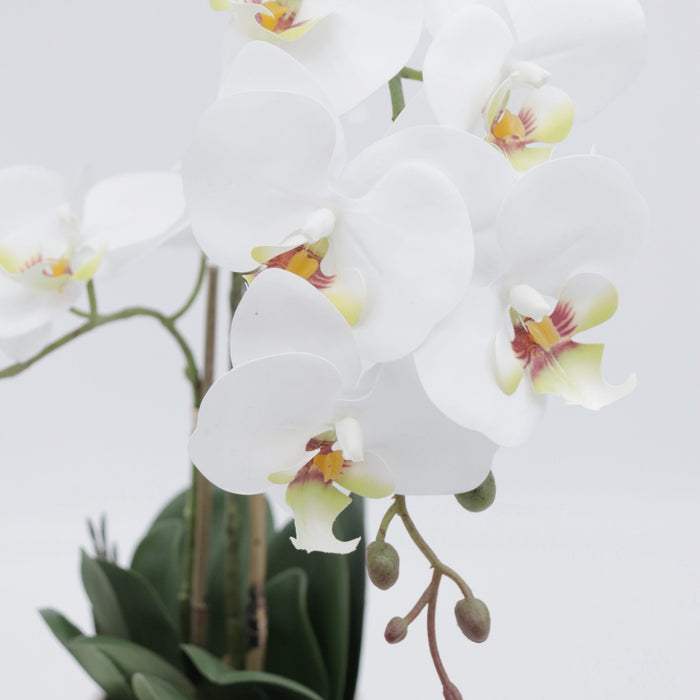Orchid hvit 53 cm