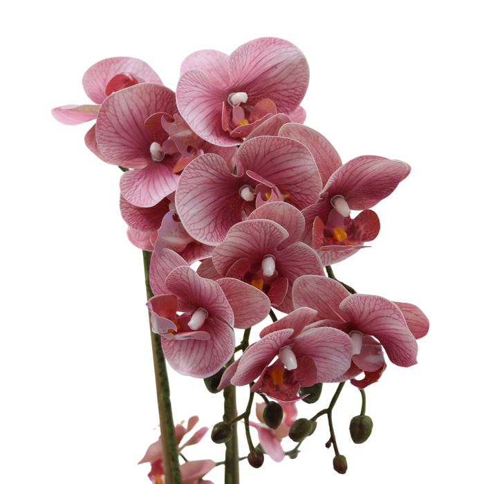 Orchid rosa 47 cm m/hvit potte