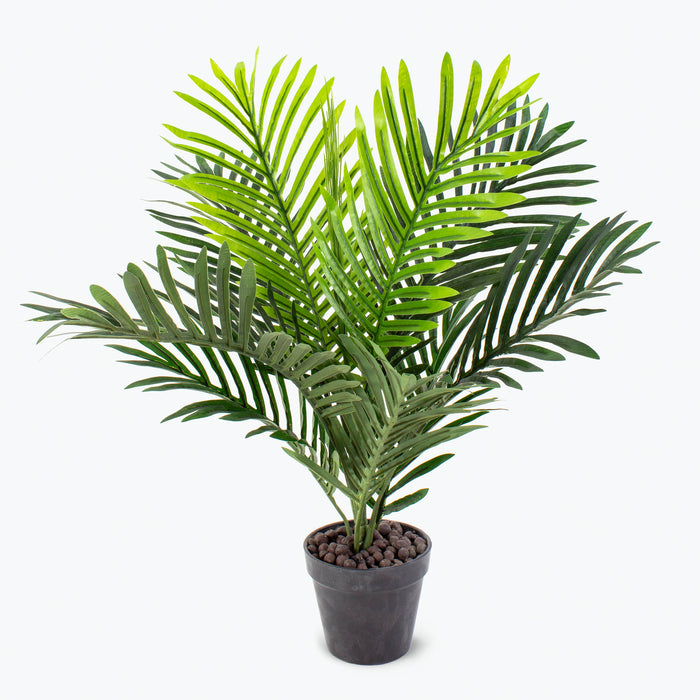 Flora Palme H: 60 cm