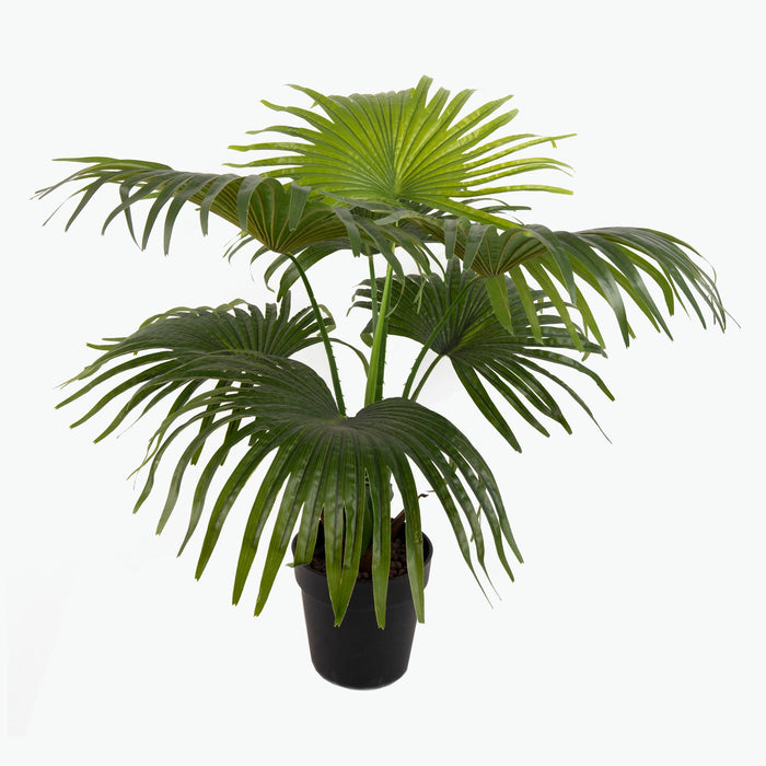 Flora Viftepalme 80 cm