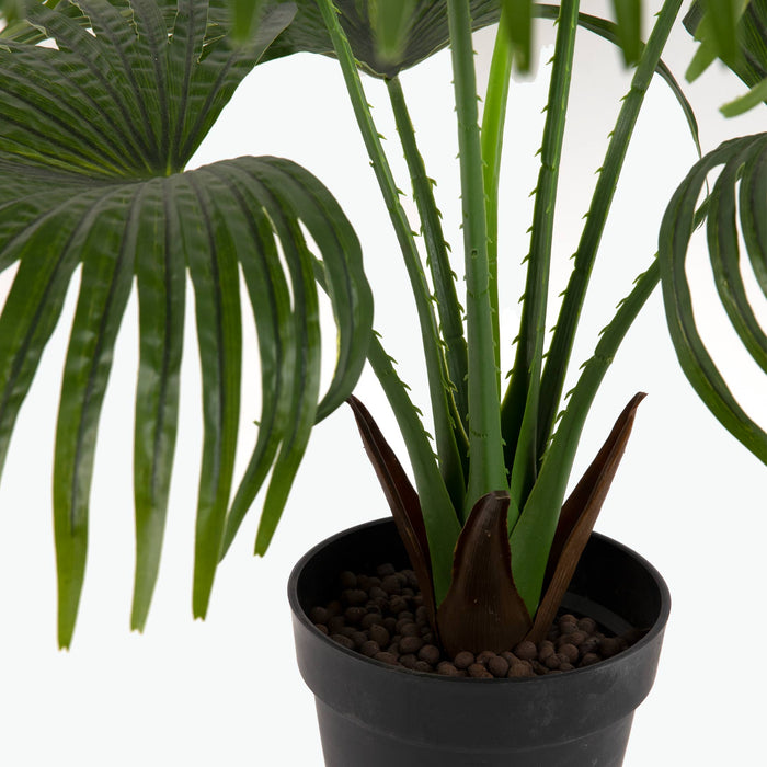 Flora Viftepalme 80 cm