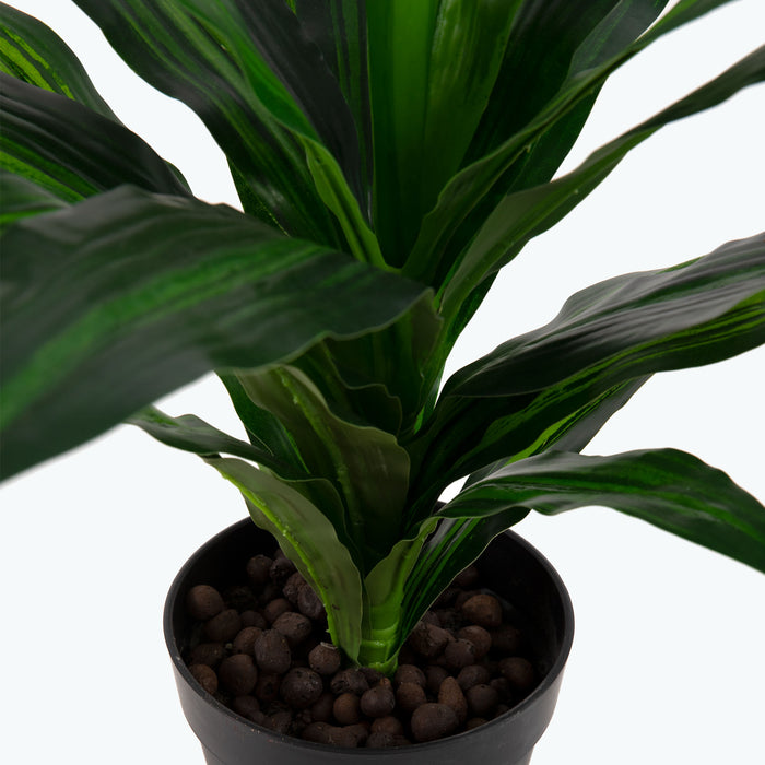 Flora Draketre 65 cm